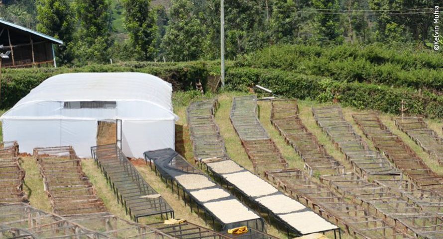 Racks for drying coffee beans next to a greenhouse, with hedges in the background.