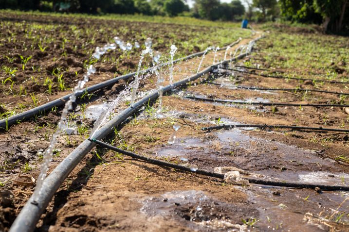 Water is sprayed from flexible pipes on the ground in a field of crops.